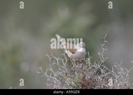 Brillentragende Warbler Stockfoto