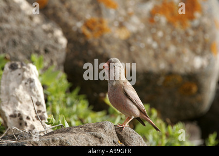 Trumpeter Finch Stockfoto