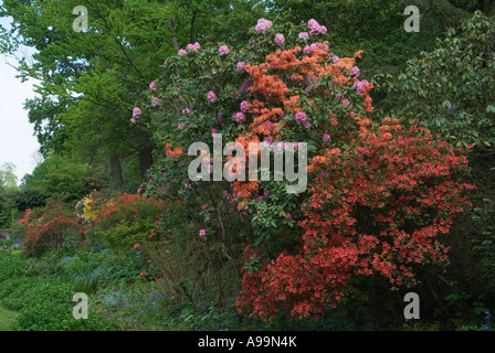 Cannizaro Park Wimbledon Village London SW19 England Azalea Holz Stockfoto