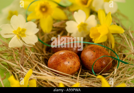 Vogeleier, umgeben von Frühlingsblumen Stockfoto