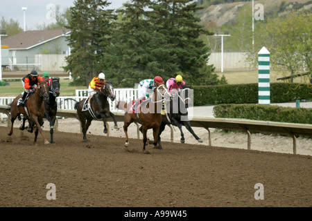 Pferde THOROUGHBRED RACING Calgary Alberta Kanada Stockfoto