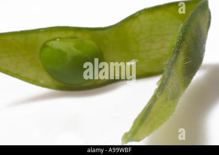 Soja eröffnet Stockfoto