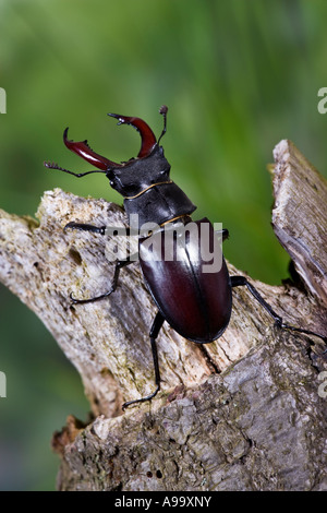 Europäische Hirschkäfer: Lucanus Cervus männlich auf Eiche Branche mit schönen Out-of-Fokus-Hintergrund Stockfoto