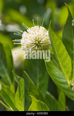 Buttonbush Pflanze, die gerade erst anfangen zu blühen Stockfoto