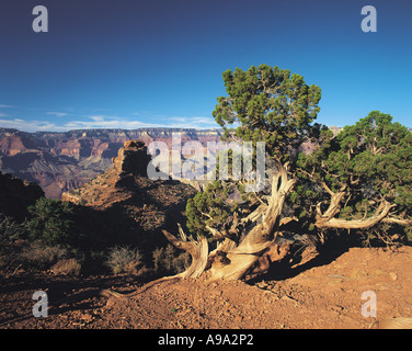 Knorrige Wacholder am Rande des South Rim Grand Canyon mit isolierten Butte hinter und fernen North Rim Arizona USA Stockfoto