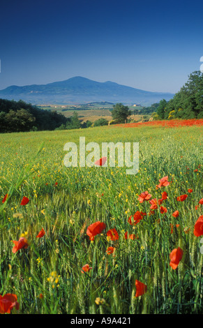 Mohnblumen in hügeligem Ackerland Nr Pienza Toskana Italien Stockfoto