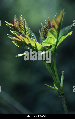 Esche, Fraxinus excelsior Stockfoto