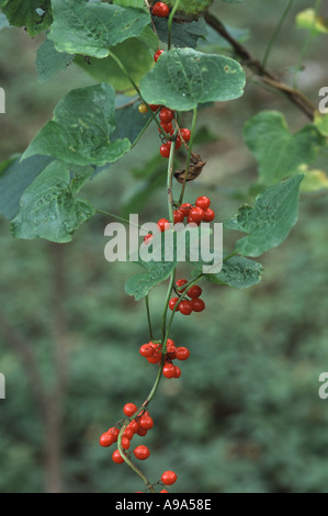 Schwarz-Zaunrübe, Tamus communis Stockfoto