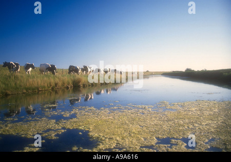 Kühe weiden auf Boyton Sümpfe Suffolk England Stockfoto