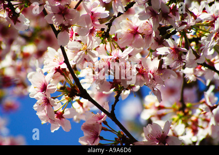 Kirschblüten gegen blauen Himmel Stockfoto