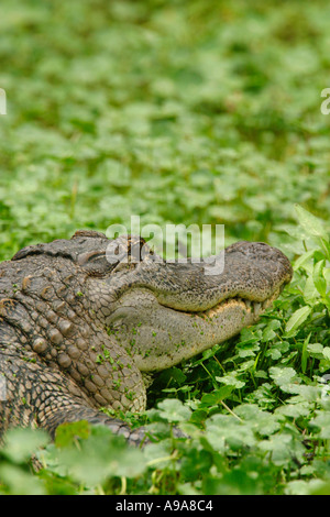 Amerikanischer Alligator in South Louisiana Stockfoto