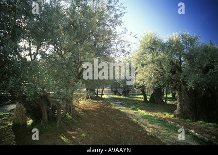 OLIVENBÄUME GARTEN GETHSEMANE JERUSALEM ISRAEL Stockfoto