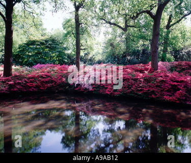 Bank von Azaleen See Isabella Plantation Richmond Park Nr London UK Stockfoto