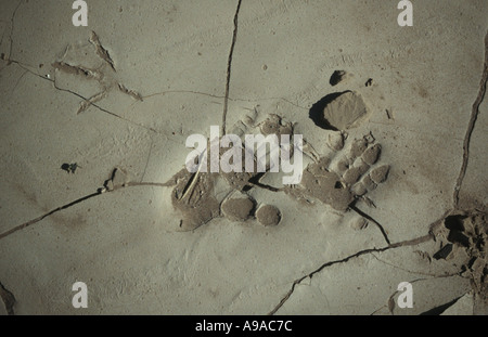 Pavian-Spuren in den getrockneten Schlamm in einem Flussbett in der Fish River Canyon Namibia Südliches Afrika Stockfoto