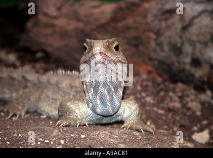 Tuatara vermutlich die nächsten lebenden Verwandten der Dinosaurier in Neuseeland Stockfoto