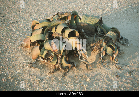 Welwitschia Mirabilis ein Fossil wie Pflanze, nur in der Namib-Wüste Namibia Südliches Afrika Stockfoto