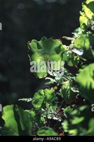 Niere Farn im Regenwald zeigt marginale Sori der Sporen in Neuseeland Stockfoto