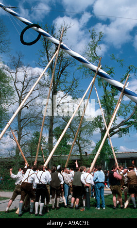 Anhebung den Maibaum von hand mit der traditionellen Feier-Zeremonie am Tag der Arbeit in Bayern Stockfoto
