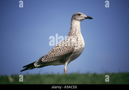JUVENILE SILBERMÖWE Larus argentatus Stockfoto