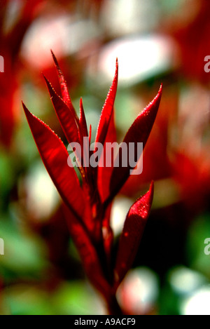 Photinia Fraseri leuchtet rot mit neuen Frühling Wachstum Stockfoto