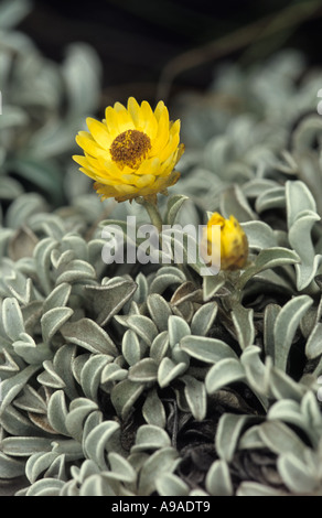 Gelbe Strohblumen (Helichrysum SP.), Hogsback, Südafrika Stockfoto