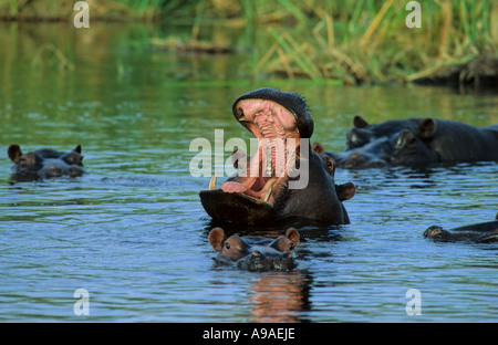 Flusspferd (Hippopotamus Amphibius), Gähnen, Nkasa/Rupara Mamili Nationalpark Caprivi Ostafrika Stockfoto