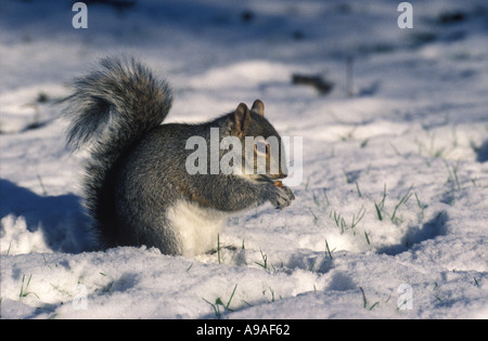 Graue Eichhörnchen Sciurus Carolinensis im Schnee Stockfoto