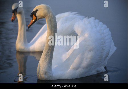 Höckerschwan Cygnus olor Stockfoto