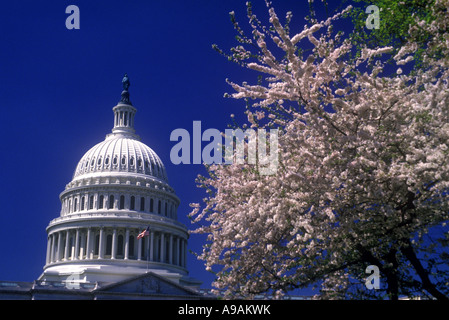 FRÜHLING BLÜTEN VEREINIGTE STAATEN KAPITOL WASHINGTON DC USA Stockfoto