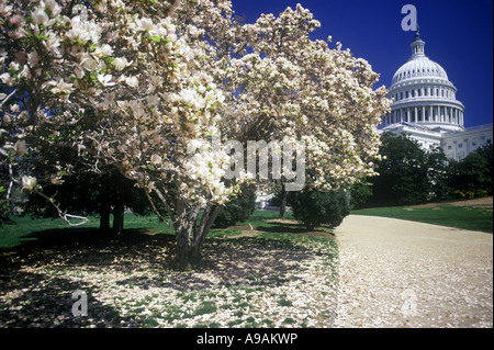 FRÜHLING BLÜTEN VEREINIGTE STAATEN KAPITOL WASHINGTON DC USA Stockfoto