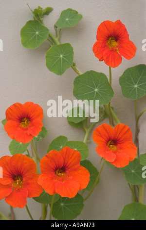 Garten Kapuzinerkresse Tropaeolum majus Stockfoto