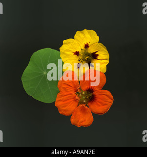 Garten Kapuzinerkresse Tropaeolum majus Stockfoto