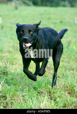 Ein schwarzer Labrador läuft auf Kamera mit Zunge hängt heraus Stockfoto