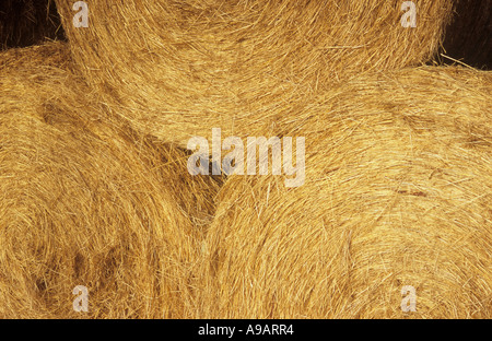 Detail der drei kreisförmigen Strohballen Stapeln in einer Scheune für Winter Futter Stockfoto