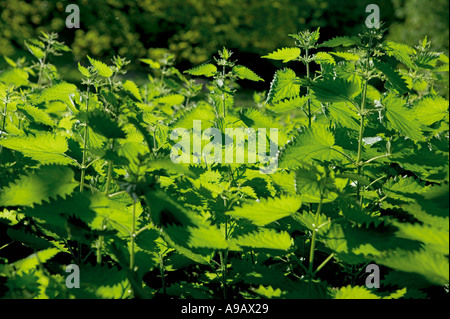 Brennesseln Urtica Dioica South Wales UK Stockfoto