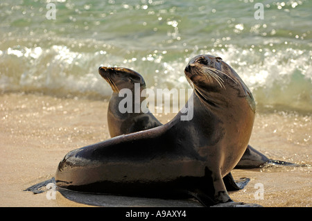 Latin America South America Ecuador Galapagos Inseln San Cristobal Insel Sea Lion Mutter und Welpe posiert am Sandstrand Stockfoto