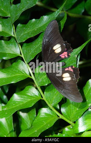 Unbekannter Schmetterling Stockfoto