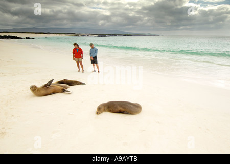 Latin America Südamerika Ecuador Galapagosinseln San Cristobal Insel paar hinunter weißer Sandstrand mit Seelöwen Stockfoto