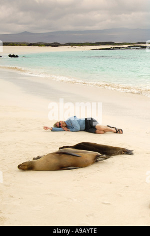 Latin America Südamerika Ecuador Galapagosinseln San Cristobal Insel Mann Festlegung neben Nickerchen Seelöwen auf weiß Stockfoto