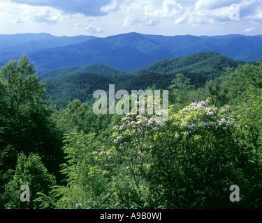 WOLF LAURAL LÜCKE VISTA BLUE RIDGE PARKWAY SMOKY MOUNTAINS NORTH CAROLINA USA Stockfoto