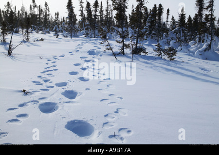 Eisbär Fußspuren im Schnee Manitoba Kanada Stockfoto