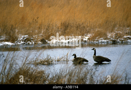 Gänse in Feuchtgebieten Stockfoto