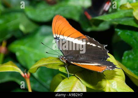 Rusty-bestückte Seite (Siproeta Epaphus) Stockfoto