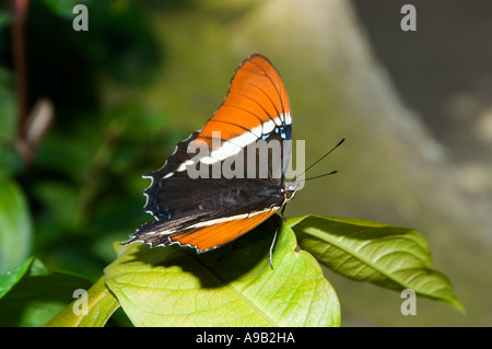 Rusty-bestückte Seite (Siproeta Epaphus) Stockfoto