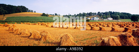 Landwirtschaft - geernteter Hafer Erschütterungen im Feld auf einem amischen Bauernhof trocknen; Mitte Wachstum Getreide, Mais und ein Gehöft hinten / OH, USA. Stockfoto