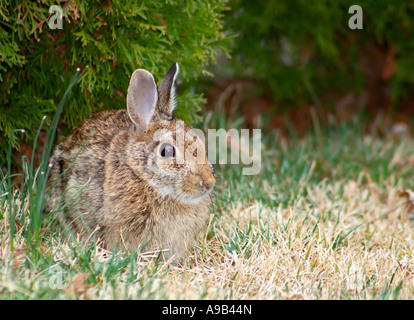 Östlichen Cottontail (Sylvilagus Floridanus) Stockfoto