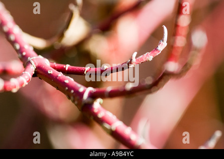 Zweige der ' "Cornus Alba Sibirica" im zeitigen Frühjahr. Stockfoto