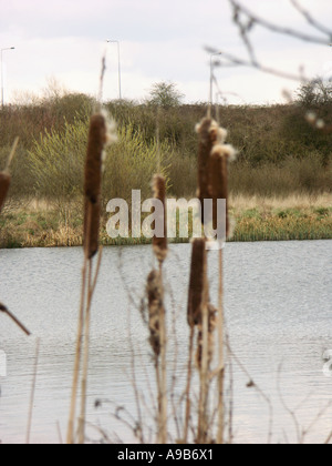 Binsen oder Reedmace wächst am Rande eines Sees in einem Naturschutzgebiet Midlands. Stockfoto