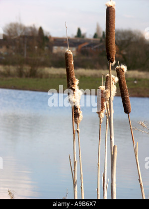 Binsen oder Reedmace wächst am Rande eines Sees in einem Naturschutzgebiet Midlands. Stockfoto