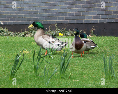 Drei männliche Stockente Enten herumlaufen auf dem Rasen vor einer Wand. Stockfoto